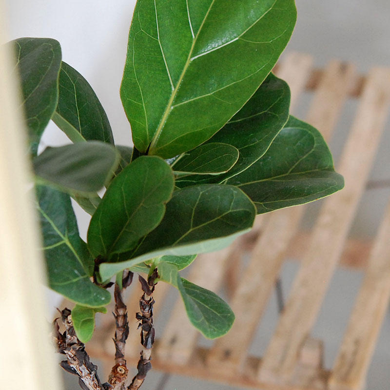 【送料無料】Ficus 柏葉ゴムの木 x テラコッタポット