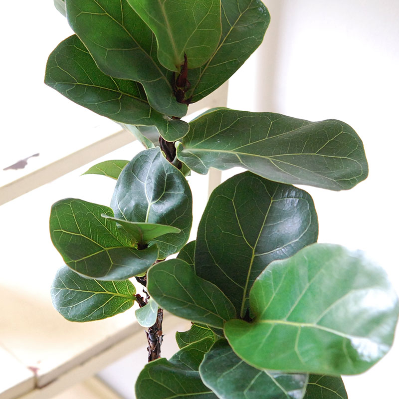 【送料無料】Ficus 柏葉ゴムの木 x テラコッタポット