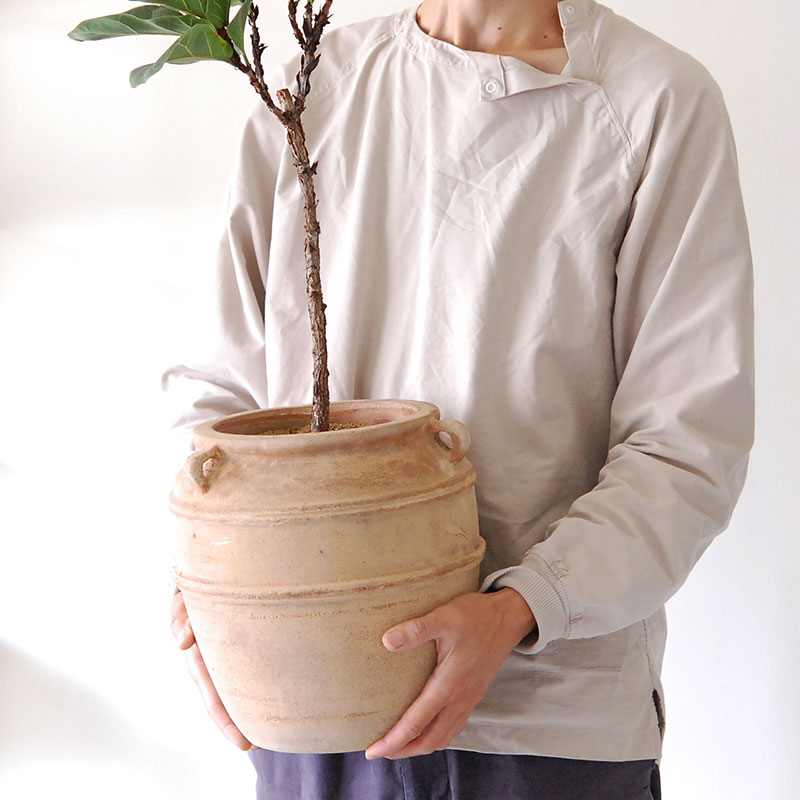 【送料無料】Ficus 柏葉ゴムの木 x テラコッタポット