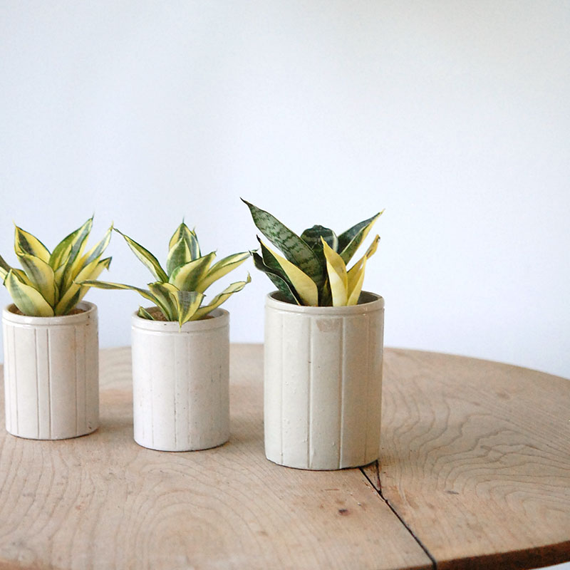 Sansevieria ゴールデンハーニー x antique イギリスジャー