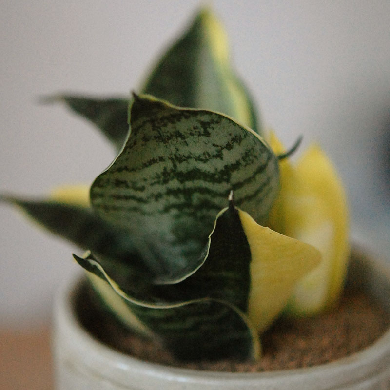 Sansevieria ゴールデンハーニー x antique イギリスジャー