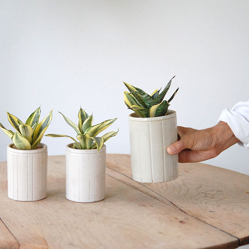 Sansevieria ゴールデンハーニー x antique イギリスジャー