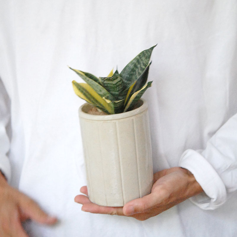 Sansevieria ゴールデンハーニー x antique イギリスジャー