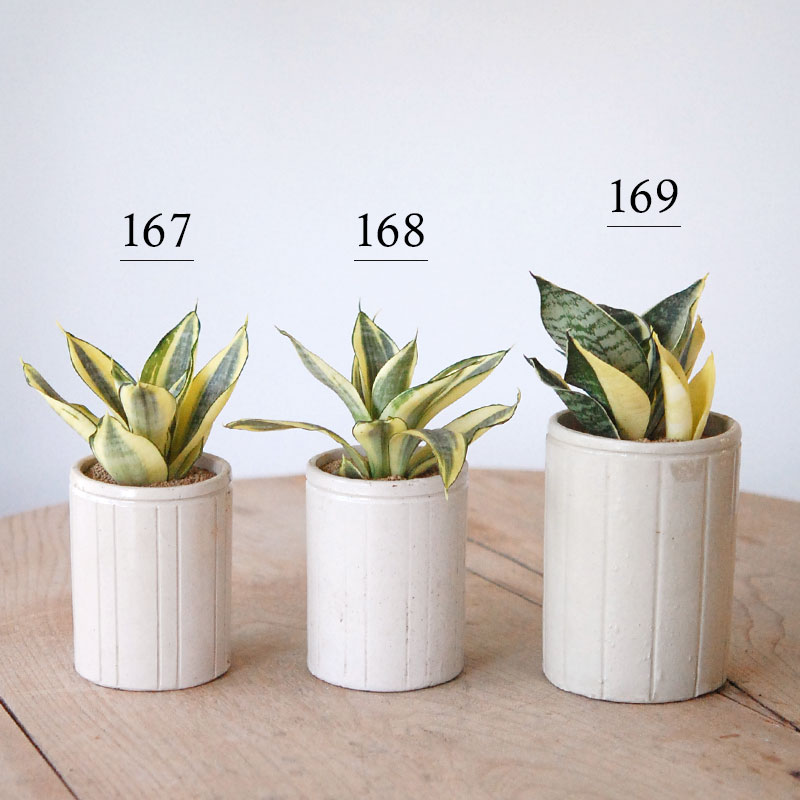 Sansevieria ゴールデンハーニー x antique イギリスジャー