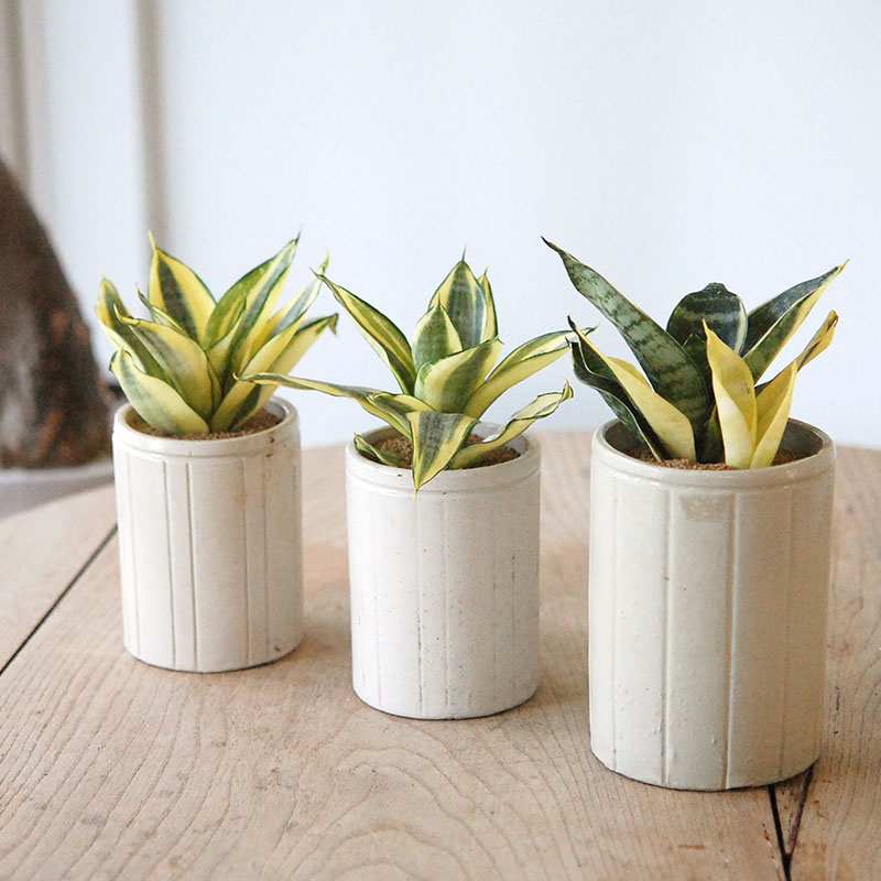 Sansevieria ゴールデンハーニー x antique イギリスジャー
