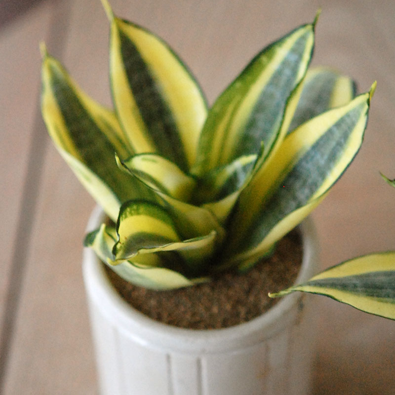 Sansevieria ゴールデンハーニー x antique イギリスジャー
