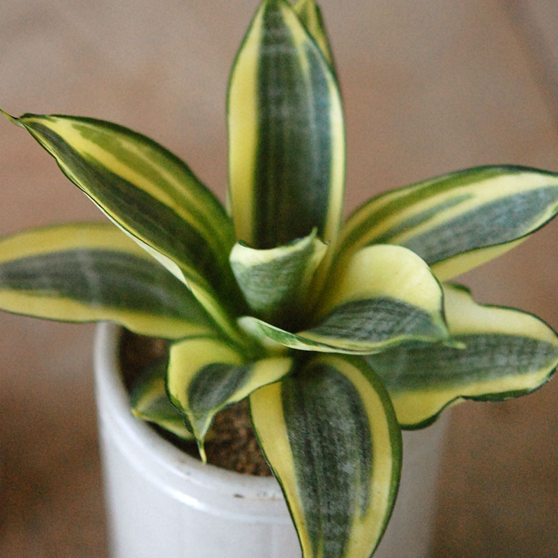 Sansevieria ゴールデンハーニー x antique イギリスジャー