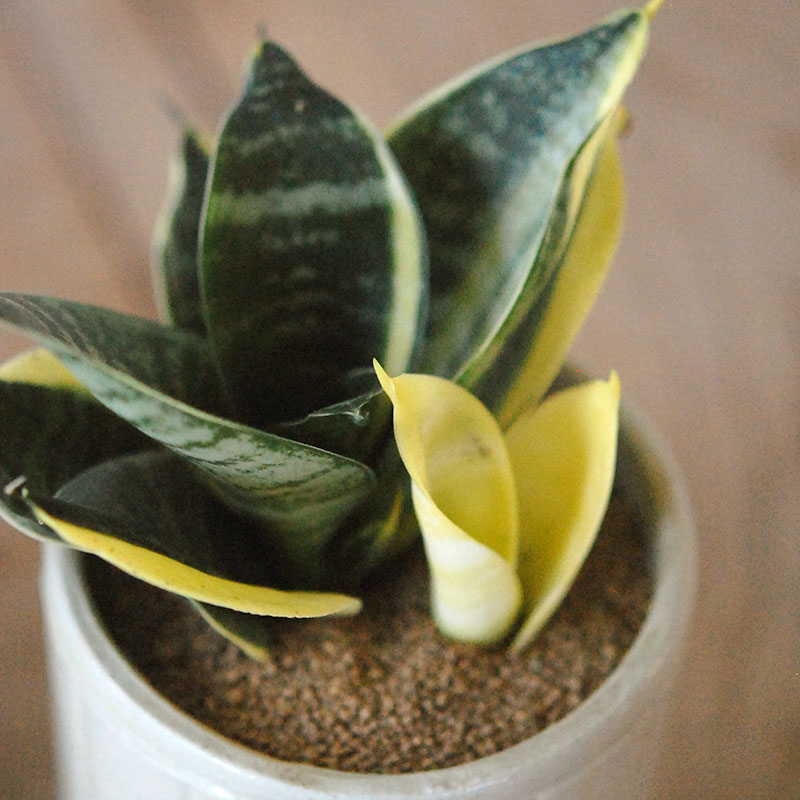 Sansevieria ゴールデンハーニー x antique イギリスジャー
