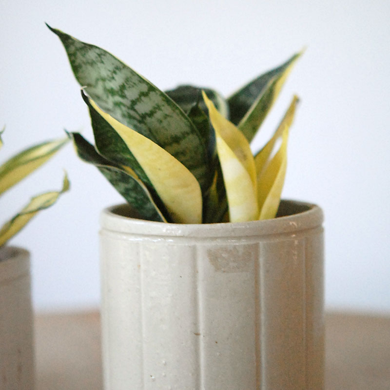 Sansevieria ゴールデンハーニー x antique イギリスジャー