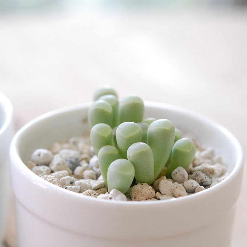 群玉 / Fenestraria