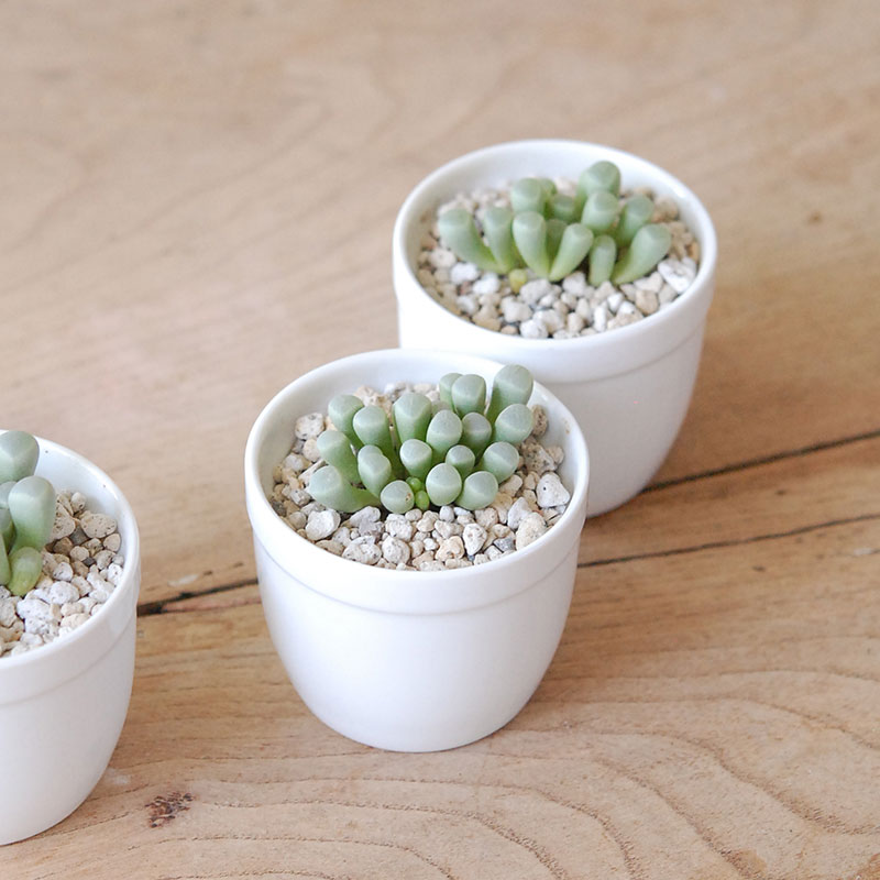 群玉 / Fenestraria