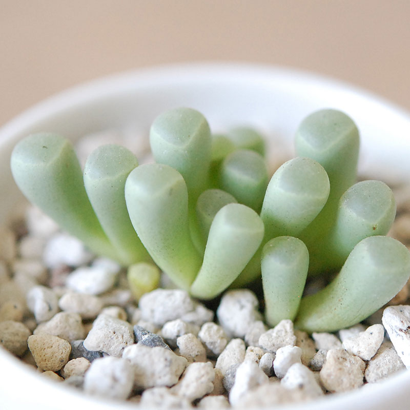 群玉 / Fenestraria