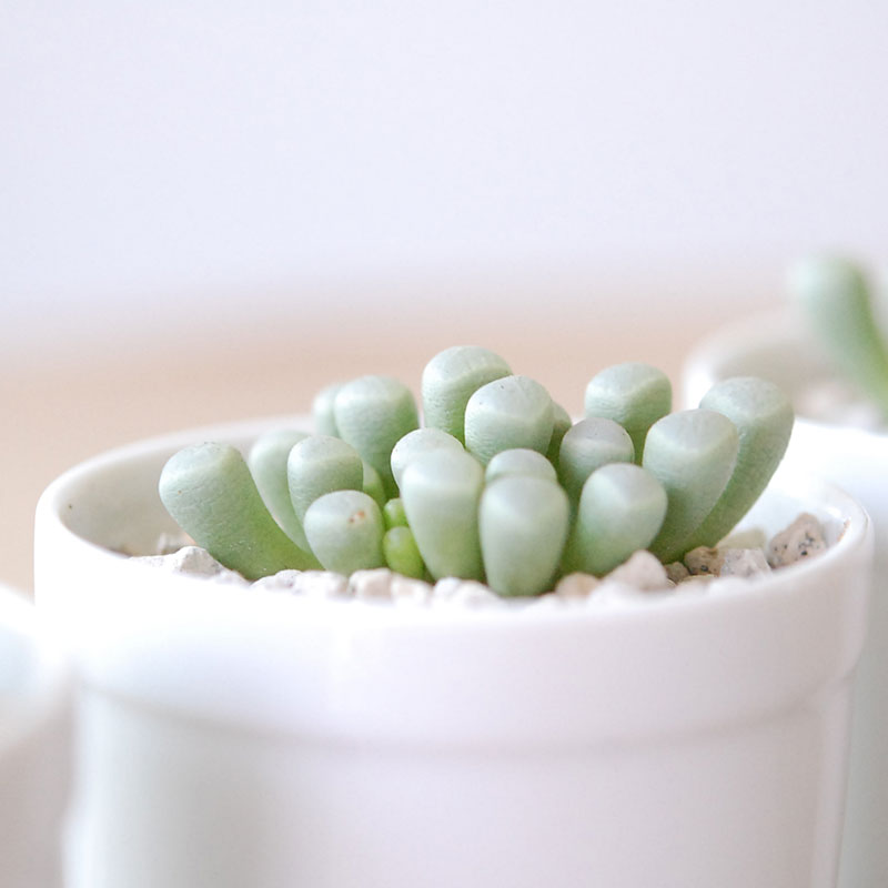 群玉 / Fenestraria