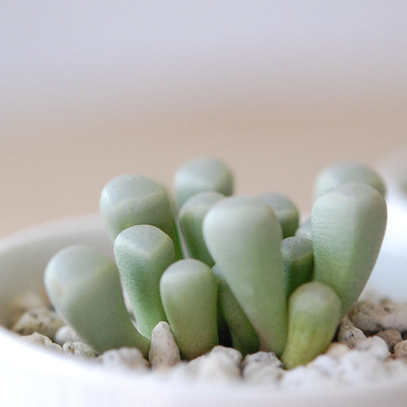 群玉 / Fenestraria