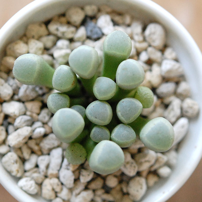 群玉 / Fenestraria