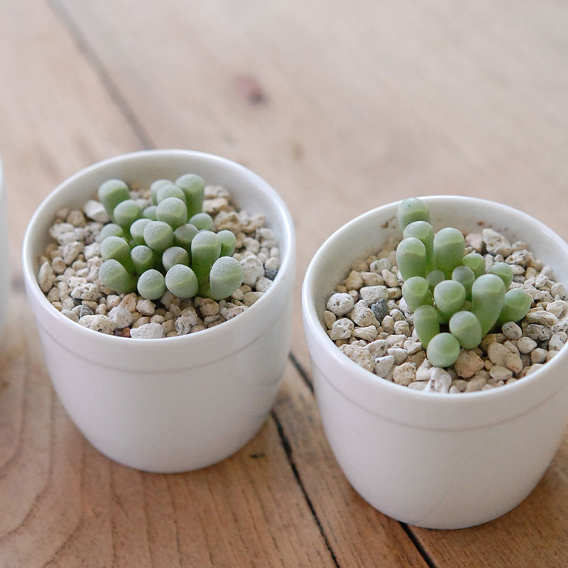 群玉 / Fenestraria