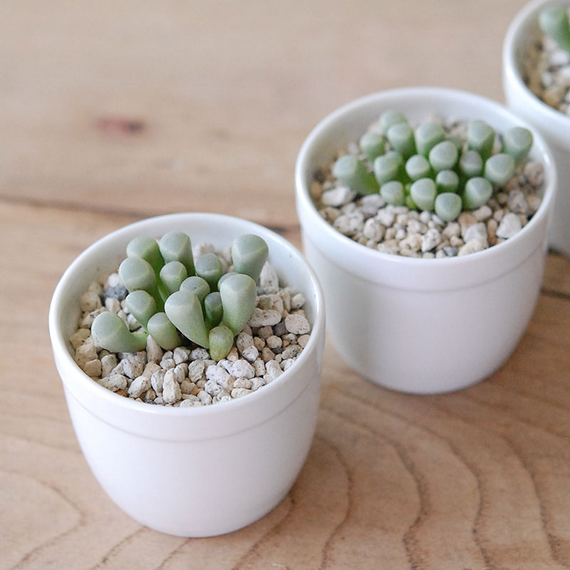 群玉 / Fenestraria