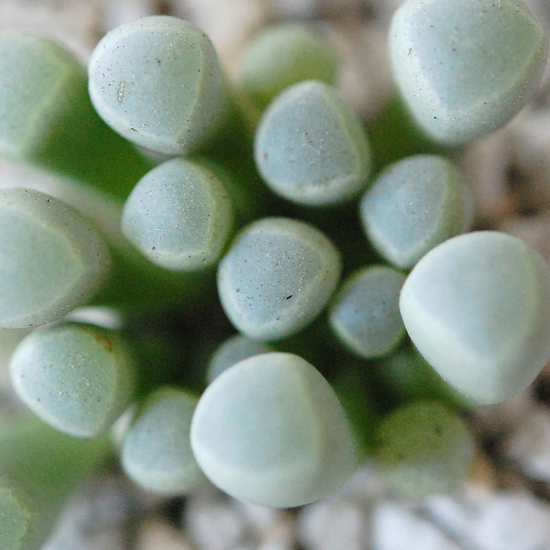 群玉 / Fenestraria