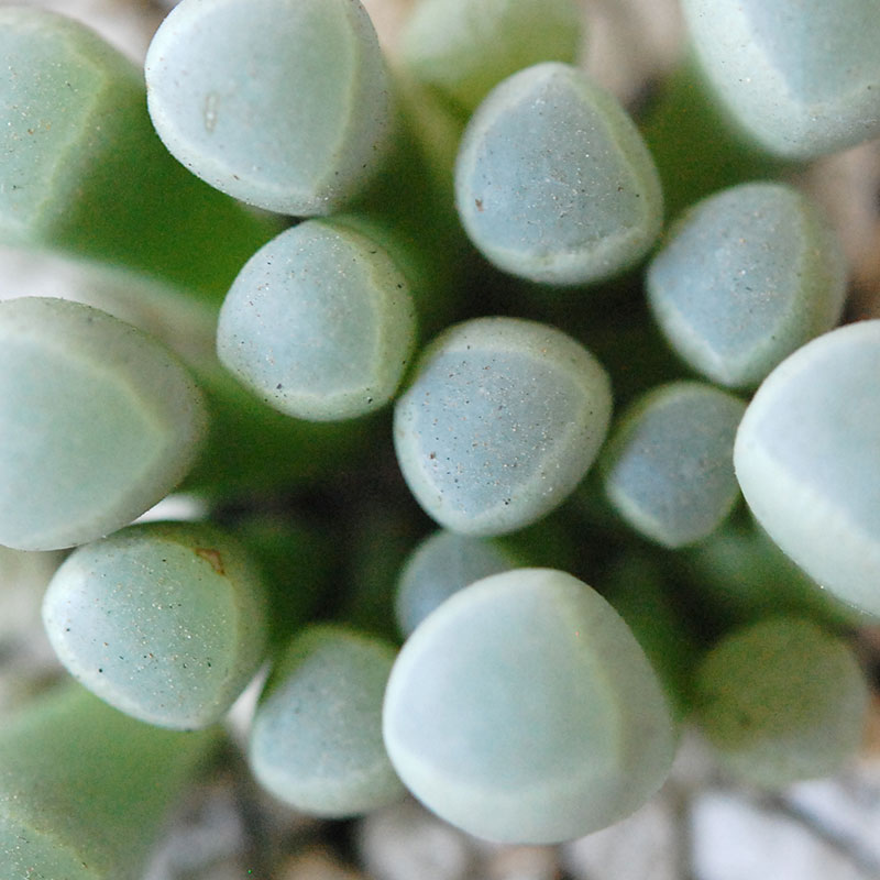 群玉 / Fenestraria