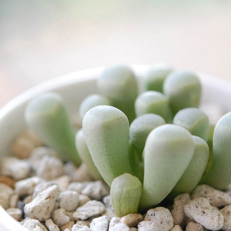 群玉 / Fenestraria