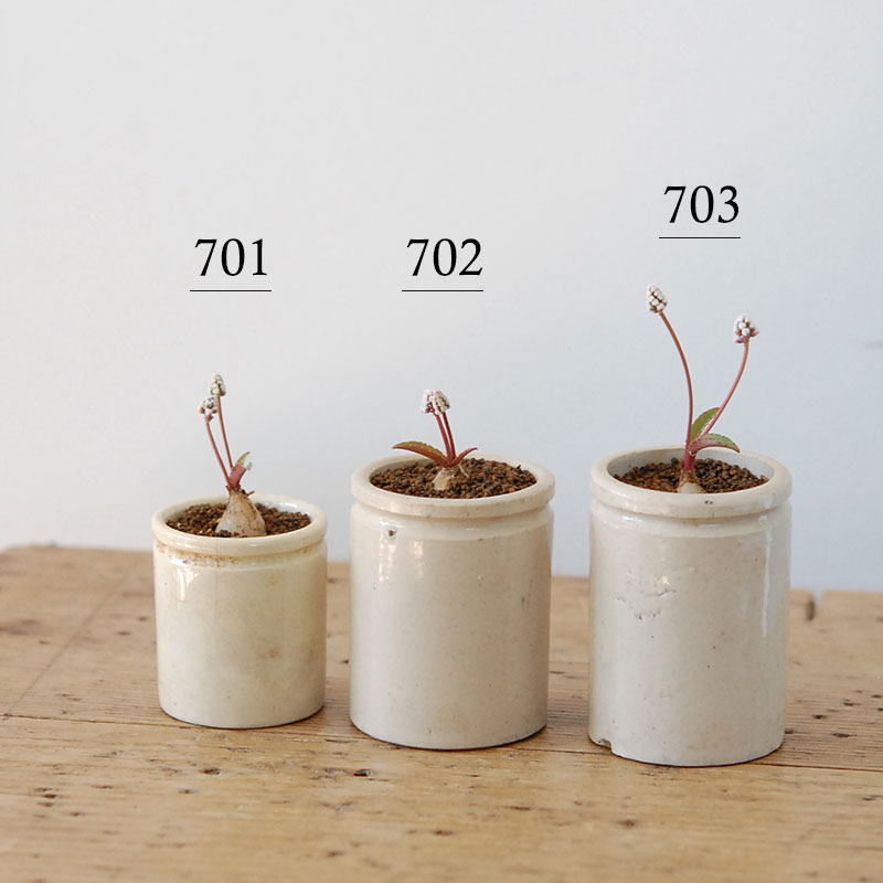 Drimiopsis ミヌタ x antique イギリスジャー 701-707