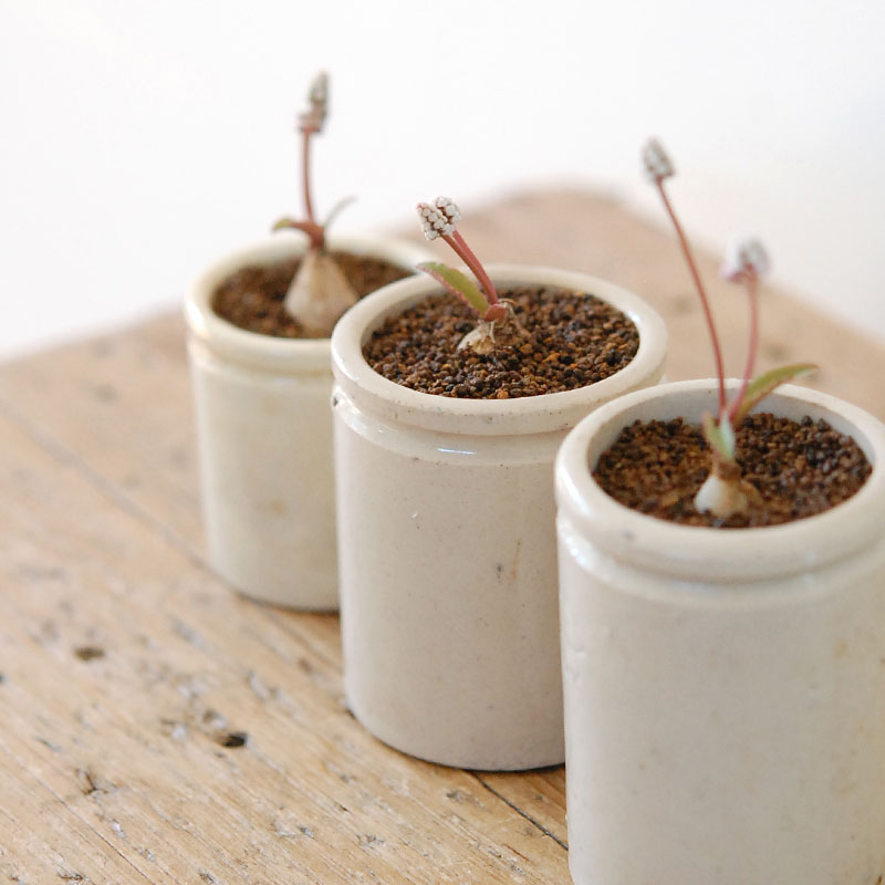 Drimiopsis ミヌタ x antique イギリスジャー 701-707