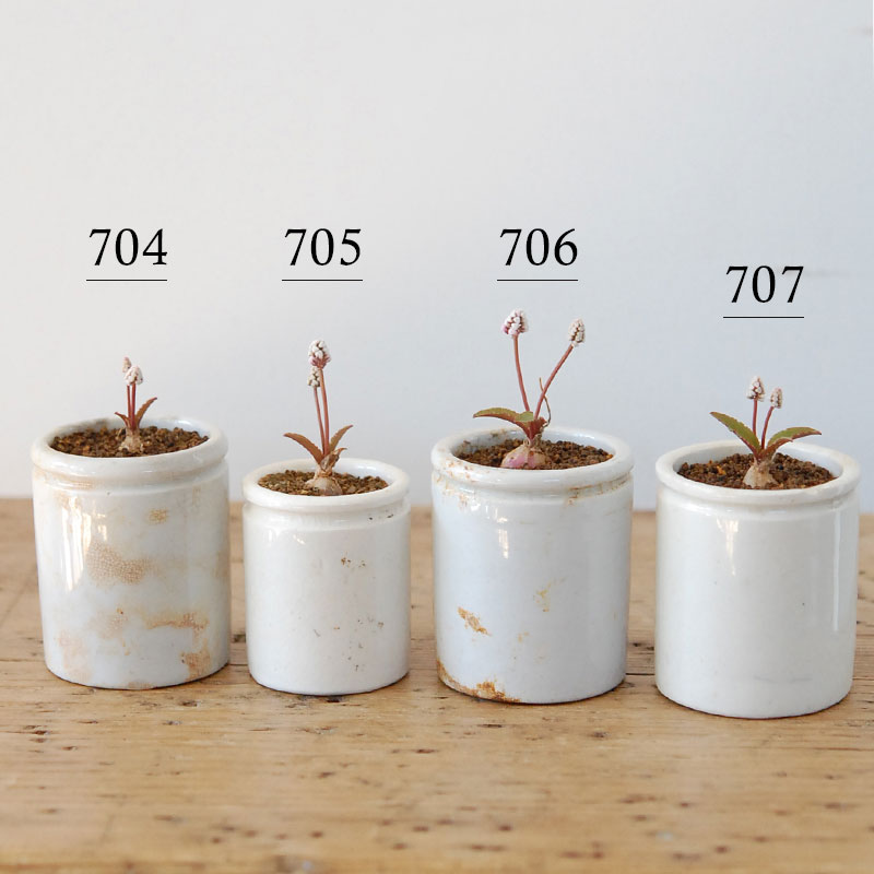 Drimiopsis ミヌタ x antique イギリスジャー 701-707