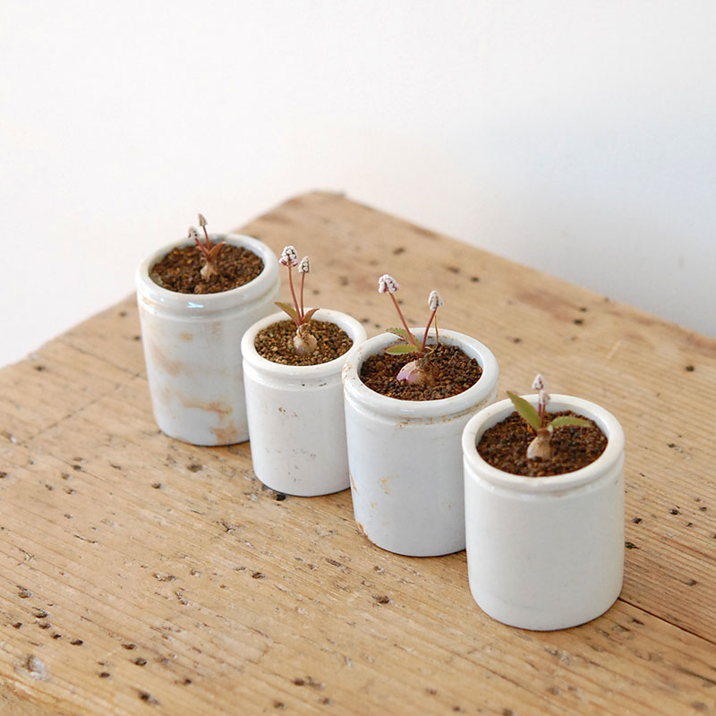 Drimiopsis ミヌタ x antique イギリスジャー 701-707