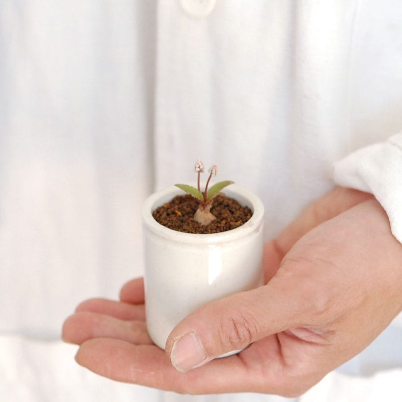 Drimiopsis ミヌタ x antique イギリスジャー 701-707