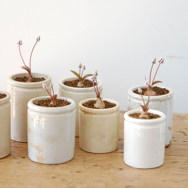 Drimiopsis ミヌタ x antique イギリスジャー 701-707