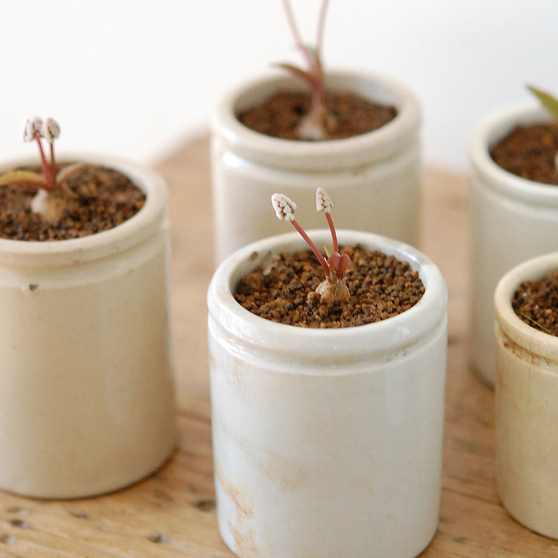 Drimiopsis ミヌタ x antique イギリスジャー 701-707