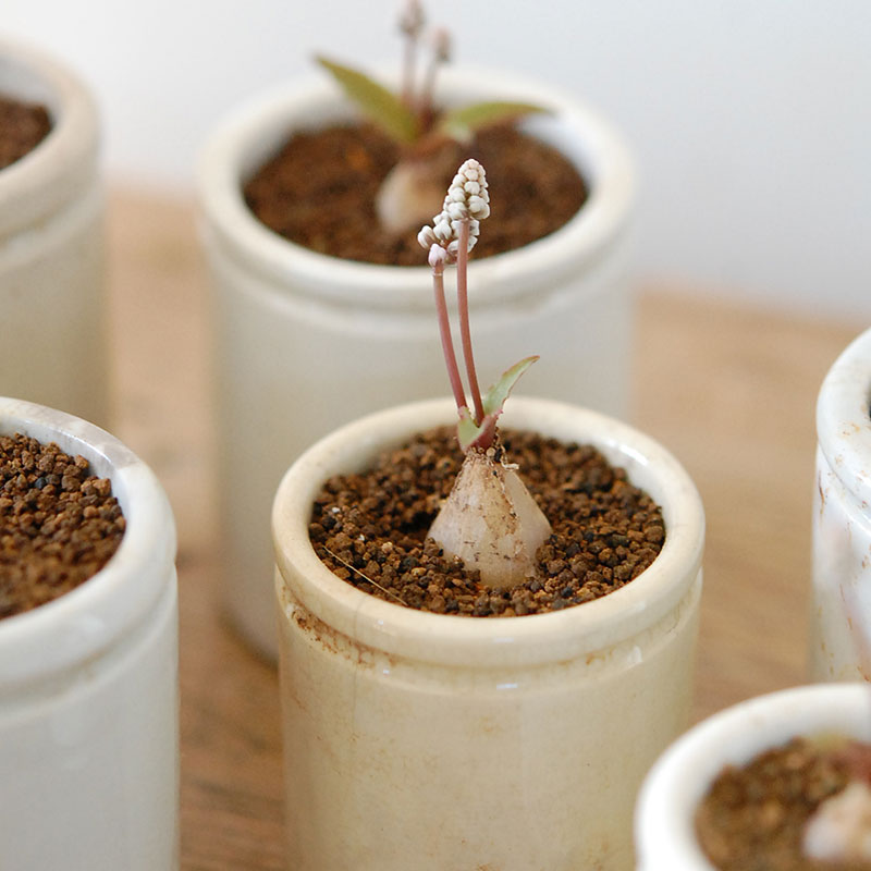 Drimiopsis ミヌタ x antique イギリスジャー 701-707