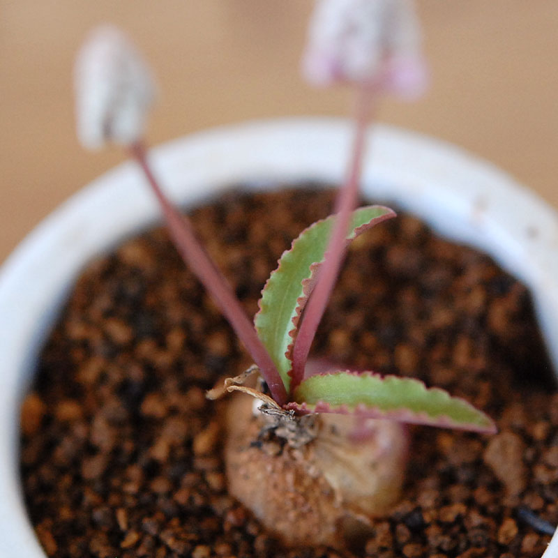 Drimiopsis ミヌタ x antique イギリスジャー 701-707