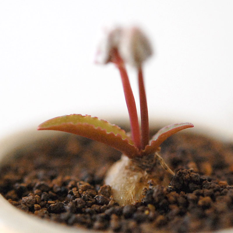 Drimiopsis ミヌタ x antique イギリスジャー 701-707