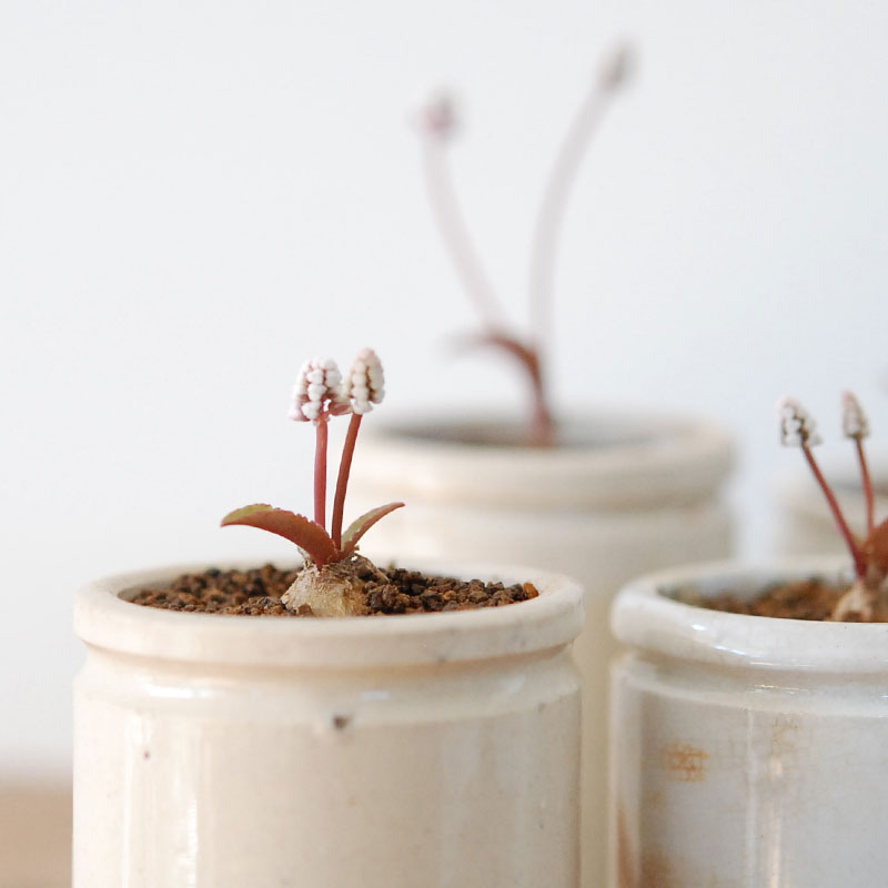 73922セール現品限　外国切手　イギリス発行動物他4種揃ネズミ植物 サンマリノ切手 2022年 野生動物 ハリネズミ 他入荷です!