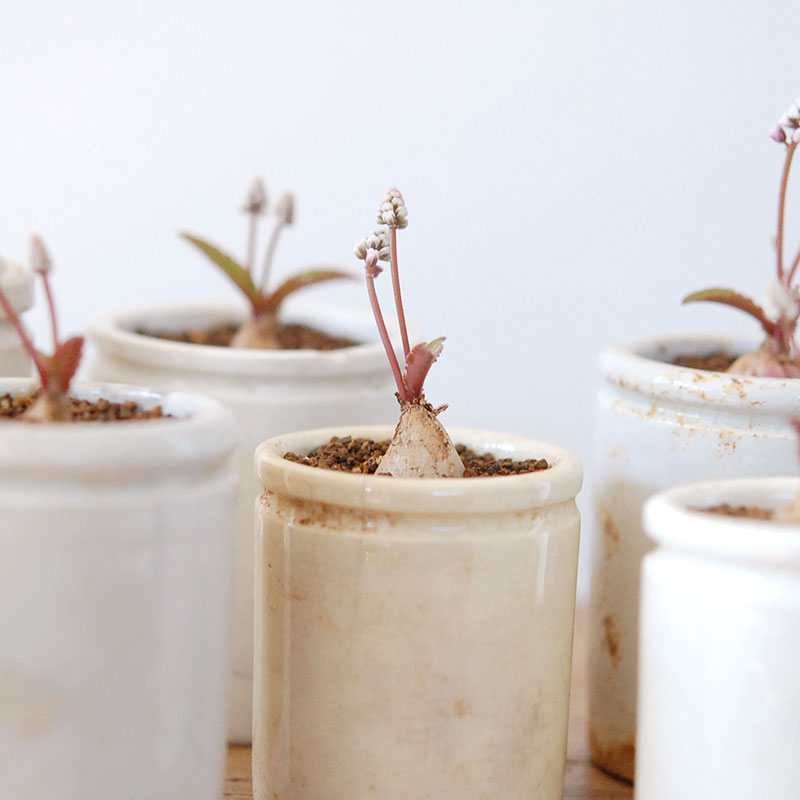 Drimiopsis ミヌタ x antique イギリスジャー 701-707