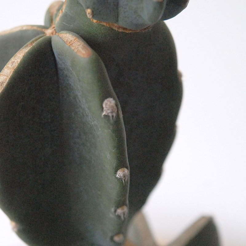 Cereus 棘無し柱サボテン x サンドポット