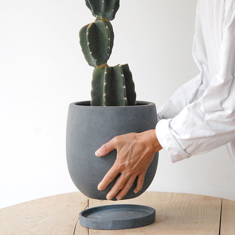 Cereus 棘無し柱サボテン x サンドポット