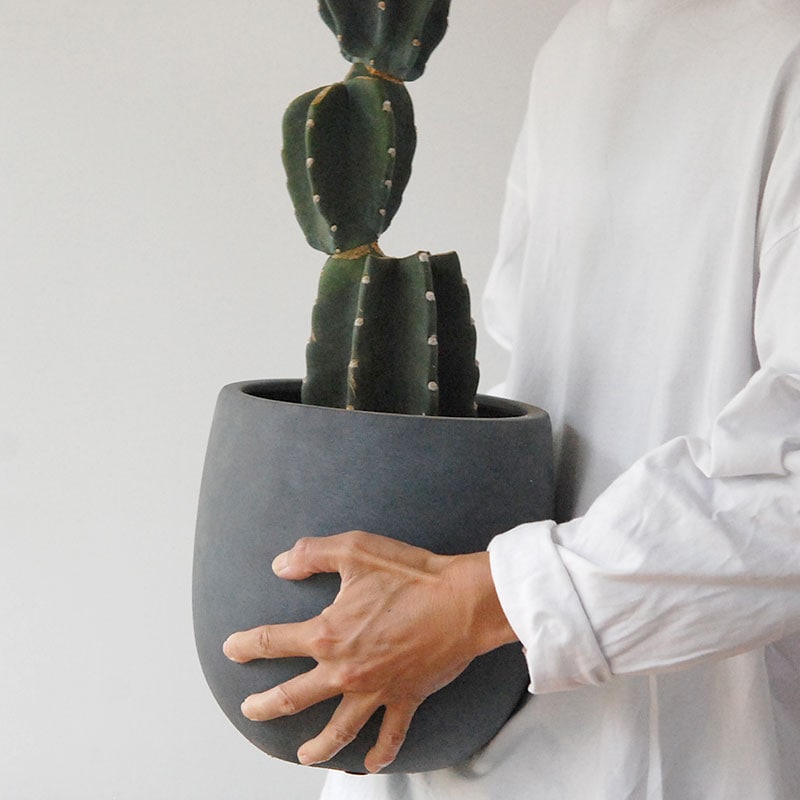 Cereus 棘無し柱サボテン x サンドポット