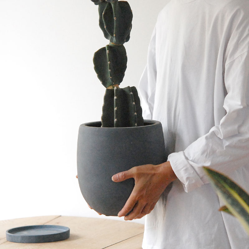 Cereus 棘無し柱サボテン x サンドポット