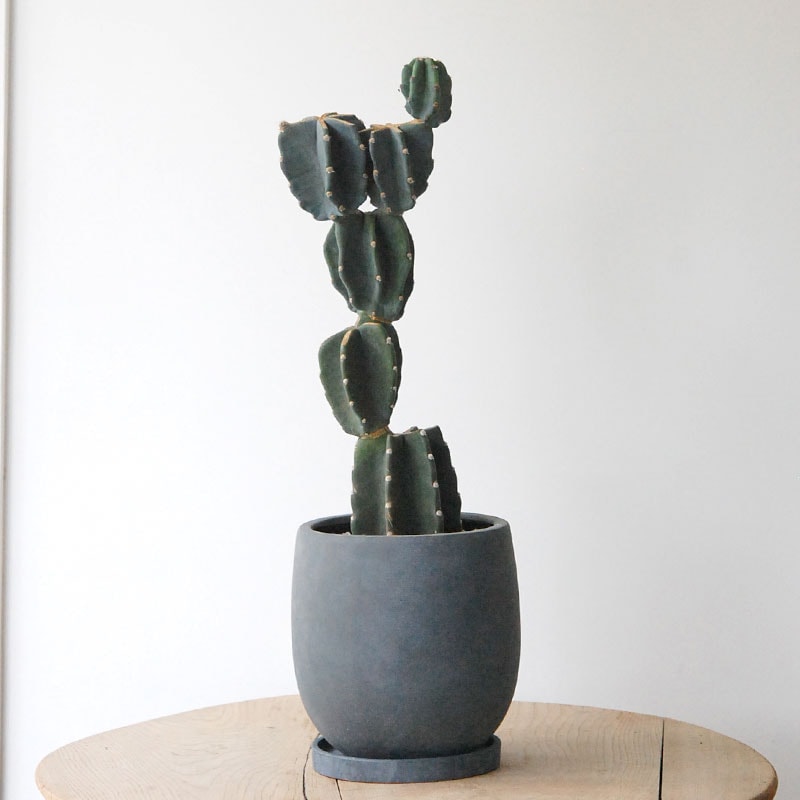 Cereus 棘無し柱サボテン x サンドポット