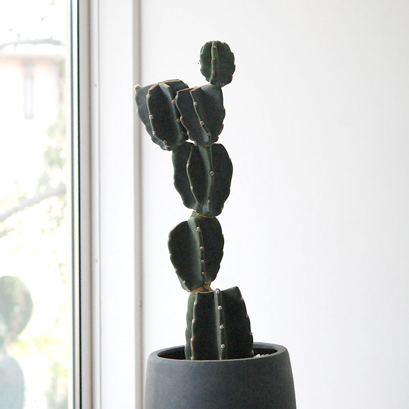 Cereus 棘無し柱サボテン x サンドポット