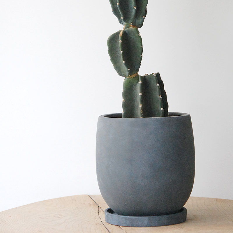 Cereus 棘無し柱サボテン x サンドポット