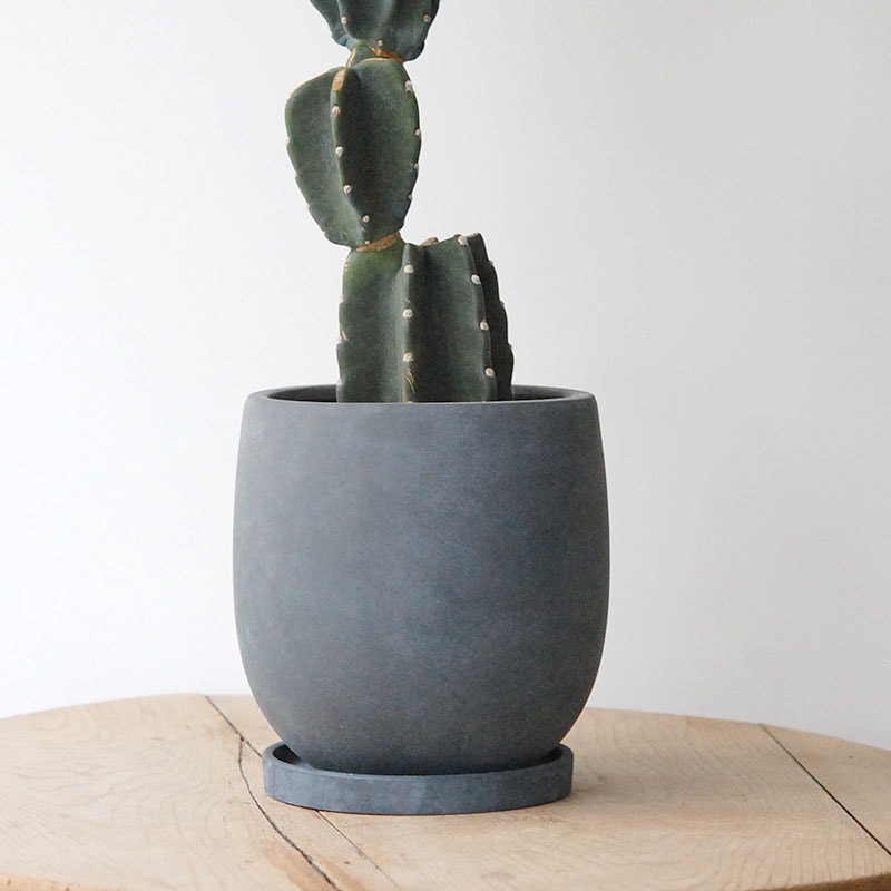 Cereus 棘無し柱サボテン x サンドポット