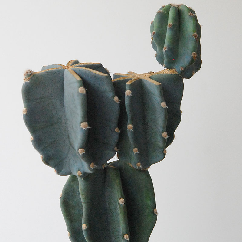 Cereus 棘無し柱サボテン x サンドポット