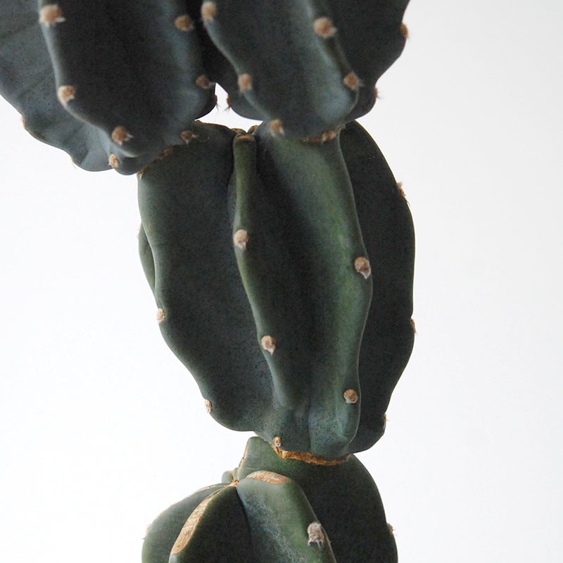 Cereus 棘無し柱サボテン x サンドポット