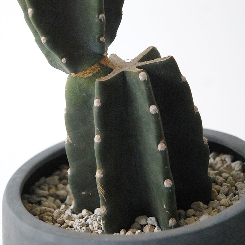 Cereus 棘無し柱サボテン x サンドポット