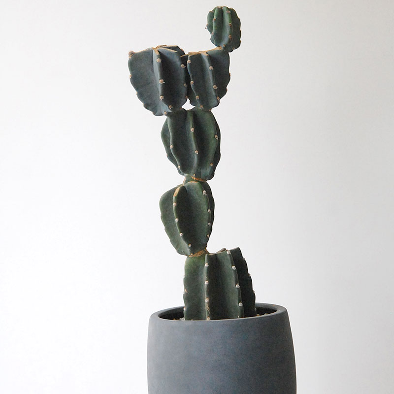 Cereus 棘無し柱サボテン x サンドポット