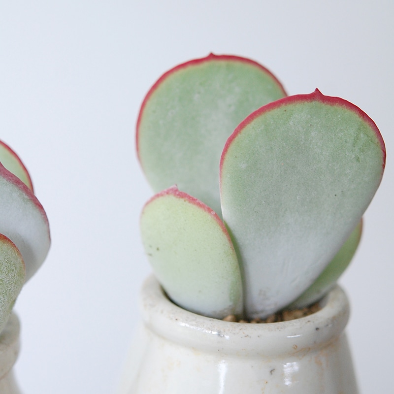 Cotyledon 白眉 x antique イギリスジャー