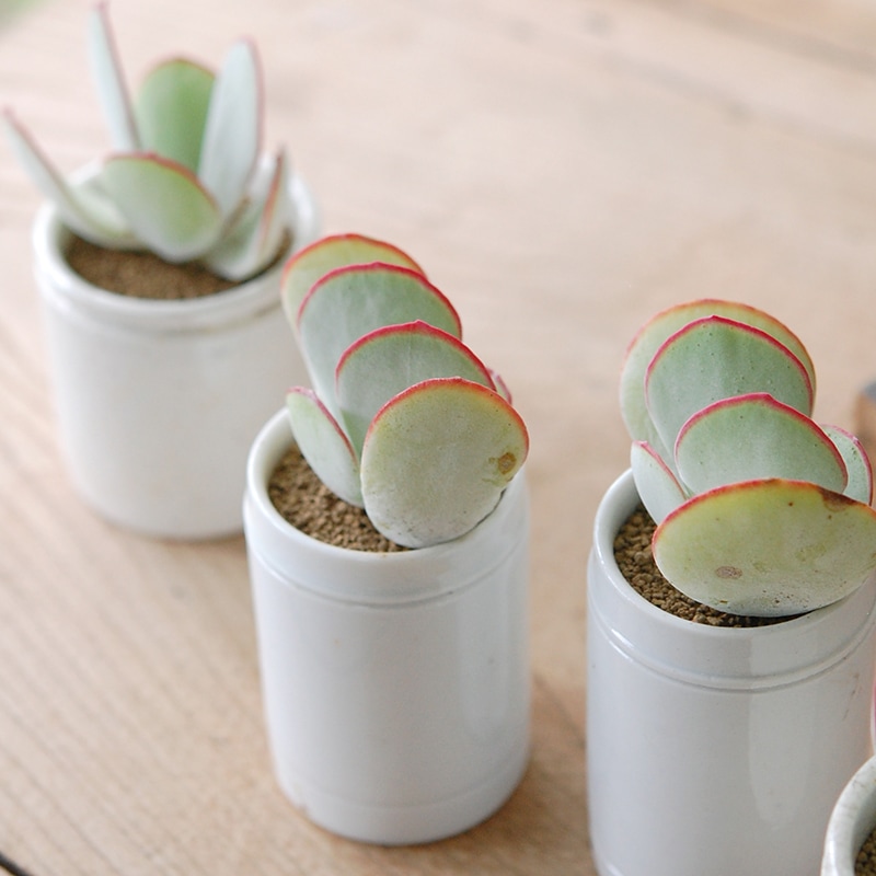 Cotyledon 白眉 x antique イギリスジャー